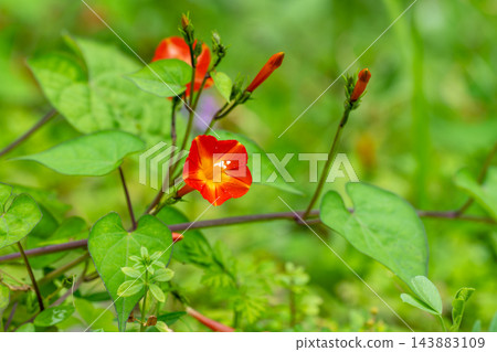 紅花冬青（Ilex crenata）纏繞在草叢中 143883109