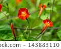 紅花冬青（Ilex crenata）纏繞在草叢中 143883110