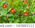 紅花冬青（Ilex crenata）纏繞在草叢中 143883111