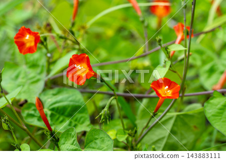 紅花冬青（Ilex crenata）纏繞在草叢中 143883111