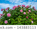 一棵樹上開滿了粉紅色的木槿花。 143883113