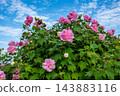 一棵樹上開滿了粉紅色的木槿花。 143883116