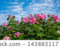 一棵樹上開滿了粉紅色的木槿花。 143883117