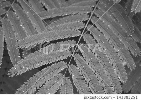 Black and white close-up of fern leaves with sparkling raindrops background. Black and white close-up of fern leaves with sparkling raindrops background. 143883251
