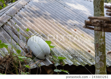 Mature ash gourd vegetable growing on a corrugated tin roof top. Organic Benincasa hispida wax gourd growing in rural village home setup. Mature ash gourd vegetable growing on a corrugated tin roof top. Organic Benincasa hispida wax gourd growing in rural village home setup. 143883261