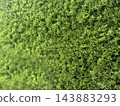 翠綠的針葉樹葉 143883293