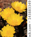 Fukujou之花 143883349
