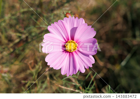 粉紅色的波斯菊花 粉紅色的波斯菊花 143883472