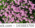 酢漿articulata 143883700
