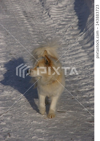 冰島牧羊犬（尖嘴犬型）1 143883723