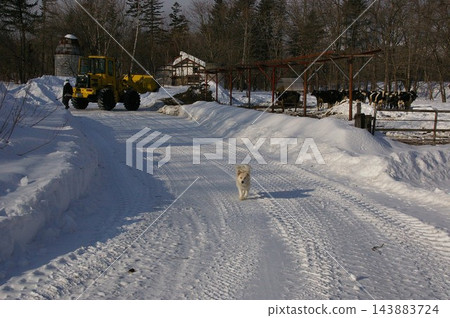 10隻冰島牧羊犬（尖嘴犬類型） 143883724