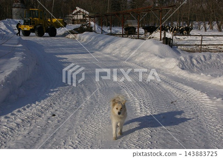 尖嘴冰島牧羊犬 9 143883725