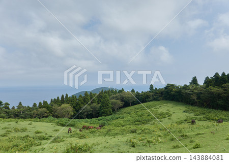 宮崎縣久島市,小松丘,禦崎馬和東井岬燈塔 宮崎縣久島市,小松丘,禦崎馬和東井岬燈塔 143884081