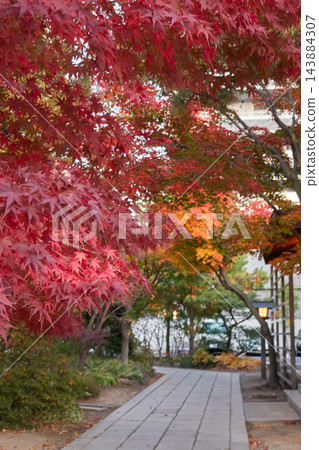 七柱神社,鮮紅的楓葉,秋色,通往神社的道路,長野縣松本市 七柱神社,鮮紅的楓葉,秋色,通往神社的道路,長野縣松本市 143884307