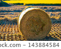 The rice fields after the rice harvest in Korea. Round hay bale in the fields 143884584
