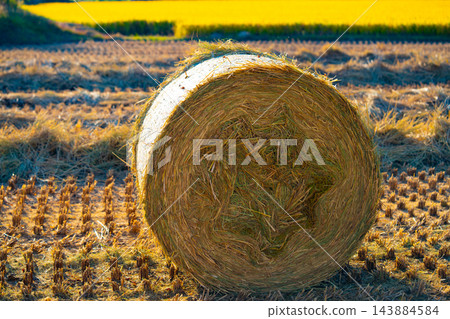 The rice fields after the rice harvest in Korea. Round hay bale in the fields 143884584