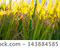 Rice. A large area of rice seedlings growing in the fields of Korea. 143884585