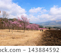 阿甦的春天：南阿蘇櫻花公園（Aspecta）（熊本縣）的粉紅色橫尾櫻 143884592
