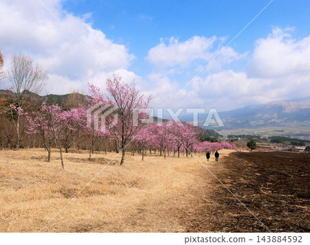 阿甦的春天:南阿蘇櫻花公園(Aspecta)(熊本縣)的粉紅色橫尾櫻 阿甦的春天:南阿蘇櫻花公園(Aspecta)(熊本縣)的粉紅色橫尾櫻 143884592