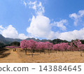 阿蘇美麗的櫻花：南阿蘇櫻花公園（熊本縣） 143884645