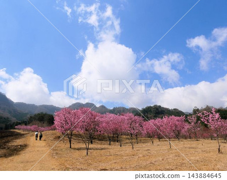 阿蘇美麗的櫻花:南阿蘇櫻花公園(熊本縣) 阿蘇美麗的櫻花:南阿蘇櫻花公園(熊本縣) 143884645