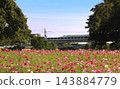 Cosmos fields and the Sanyo Shinkansen 143884779