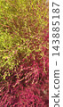 近距離拍攝的地膚植物變紅變綠的畫面。 143885187