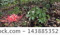 周圍植物間盛開著紅蜘蛛百合（Lycoris radiata）。 143885352