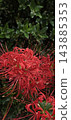 在深綠色背景的襯托下，盛開著紅色的蜘蛛百合（Lycoris radiata）。 143885353