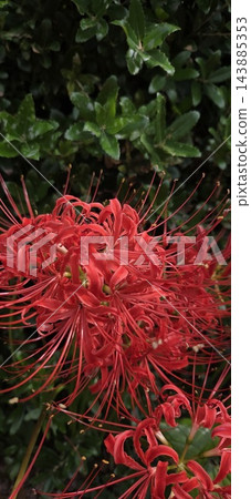 在深綠色背景的襯托下,盛開著紅色的蜘蛛百合(Lycoris radiata)。 在深綠色背景的襯托下,盛開著紅色的蜘蛛百合(Lycoris radiata)。 143885353