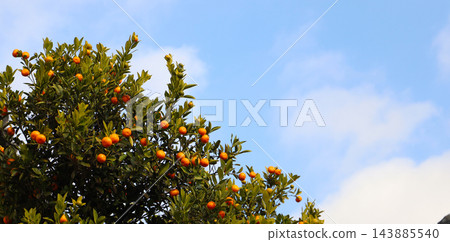 Small oranges ripening on green branches. Small oranges ripening on green branches. 143885540