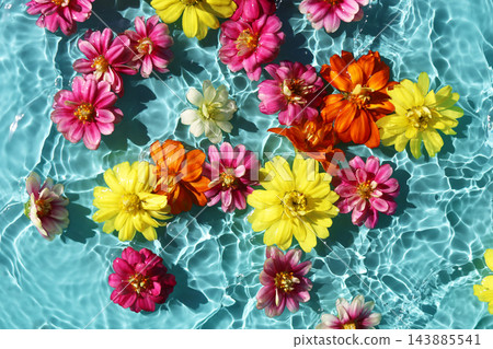 Zinnia blossoms floating on blue water with sunlight reflections. Zinnia blossoms floating on blue water with sunlight reflections. 143885541