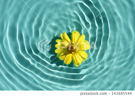 Yellow zinnia flower floating on blue water with sunlight reflections. Yellow zinnia flower floating on blue water with sunlight reflections. 143885544