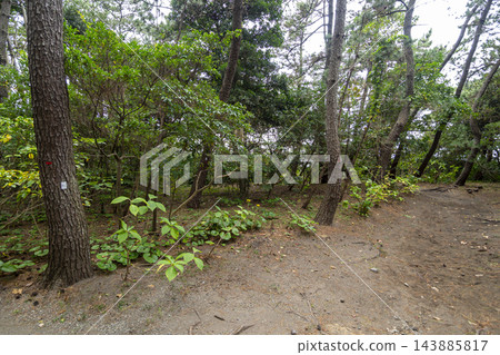 葉山潮騷公園的秋天 葉山潮騷公園的秋天 143885817