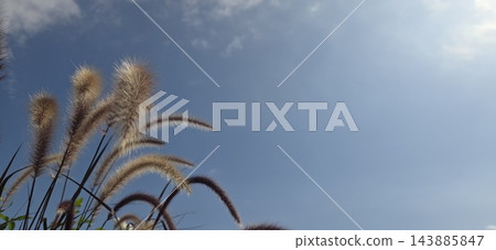 秋日天空的逆光下，草莖閃閃發光。 143885847