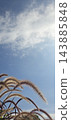秋日天空的逆光下，草莖閃閃發光。 143885848