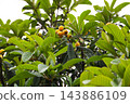 Loquat fruits growing on a leafy branch. 143886109