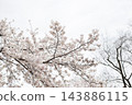 Beautiful white cherry blossom branches fully blooming against a bright sky background 143886115