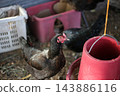 Black hen standing next to a red plastic feeder. 143886116