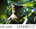 Cat on tree branch  143886117