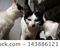 Black and white cat among other cats. 143886121