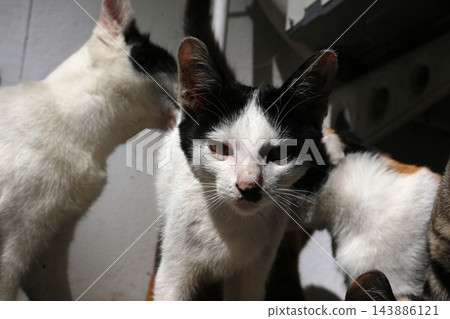 Black and white cat among other cats. Black and white cat among other cats. 143886121