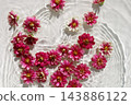 Zinnia blossoms floating on blue water with sunlight reflections. 143886122