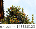 Small mandarin oranges tree with with traditional Japanese wooden temple building roof in the background. 143886123
