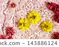 Zinnia blossoms floating on blue water with sunlight reflections. 143886124