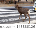 A cute wild deer in Nara Park, Japan. 143886126