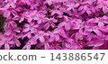 一片盛開的粉紅苔蘚福祿考花田。 143886547