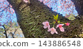 淡粉紅色的櫻花從長滿青苔的櫻花樹幹上綻放。 143886548