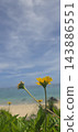 奄美大島：沙灘上盛開著黃色的花朵，碧綠的海水。 143886551