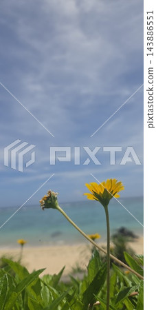奄美大島:沙灘上盛開著黃色的花朵,碧綠的海水。 奄美大島:沙灘上盛開著黃色的花朵,碧綠的海水。 143886551